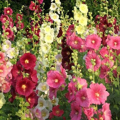 Aywal Hollyhock Mix Flower Seed(40 per packet)