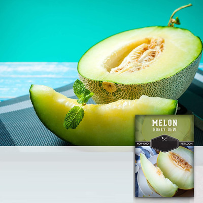 WILLVINE VXI-411 Honeydew Musk Melon Seed for Planting Seed(200 per packet)