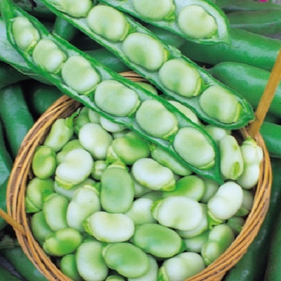 WANCY Broad Bean Masterpiece Green Longpod Seed(25 per packet)