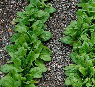 Aywal Red Spinach Seed(2000 per packet)