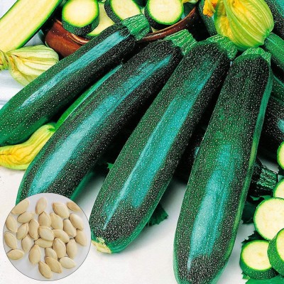 KNESSiN Green Courgette Zucchini Seed(300 per packet)