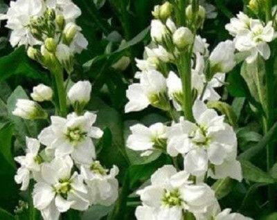 LPR STOCK Seed(10 per packet)