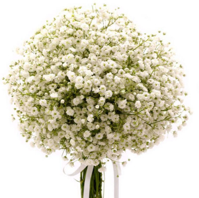 ACCELCROP Gypsophila Gypsy Deep Rose Flower Seed(84 per packet)