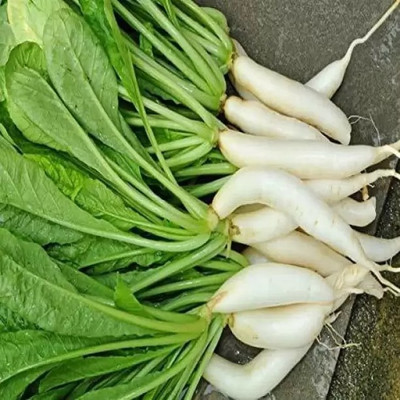 Aro Radish Red, Muli Seed(143 per packet)