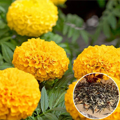 DEYS AGRO ™ f1 hybrid marigold seeds flower Seed(78 per packet)
