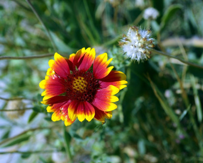 SEEDSSIDE GAILLARDIA (BLANKET FLOWERS) Seed(20 per packet)