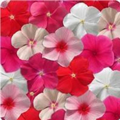 Biosnyg Vinca Flower Seeds - Mediterranean XP Series - Color Mix[100 Seeds] Seed(100 per packet)