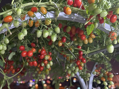 VRAKSHA Tomato Seed(300 per packet)