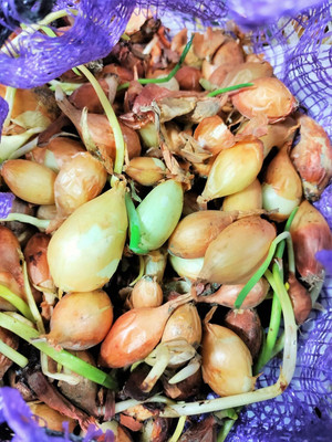 KNESSiN Open-Pollinated Spanish Globe Onion Seeds for Terrace Gardening-(1200 Seeds) Seed(1200 per packet)