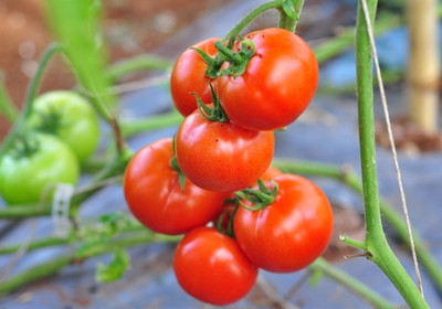Avysa High Quality Red Tomato Seed(1000 per packet)