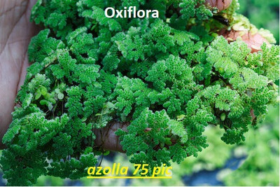 Oxiflora Azolla Seed Seed(75 per packet)