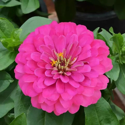 MAA Zinna Seed(28 per packet)