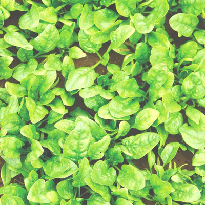 Qualtivate DXL-2AT Butterflay Spinach, Heirloom Seeds Seed(300 per packet)