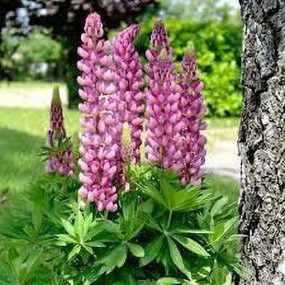 AXAQI Lupin Pixie Dwarft Mixed Flower Seed(75 per packet)