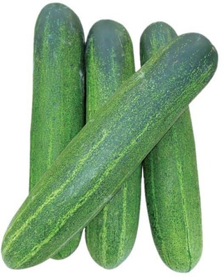 Arshiayat Cucumber Seed(95 per packet)