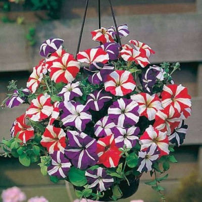 BDSresolve Petunia hybrid mix flower seeds PACK OF 34 Seed(34 per packet)