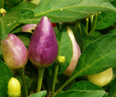 CYBEXIS Colorful Ornamental Pepper Balcony Potted Colorful Seeds2400 Seeds Seed(2400 per packet)