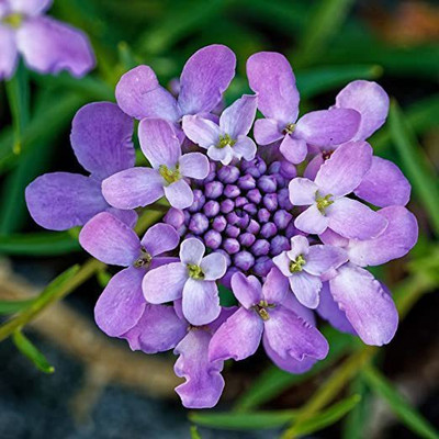 KANAYA Candytuft Mix Color Flower Seed(110 per packet)