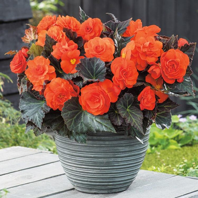 Audbhidhi Winter Flower Seeds Begonia Seed(20 per packet)