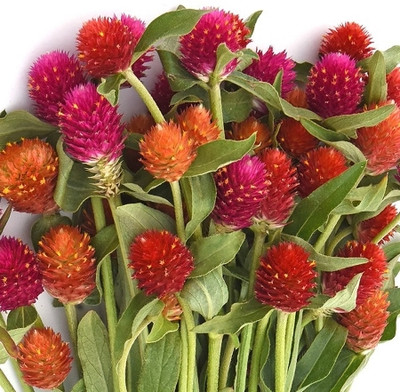 XOLDA Exotic gomphrena Seed(45 per packet)