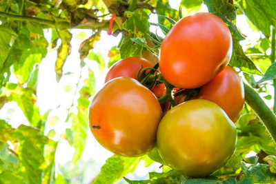 GreenServe tomato Seed(70 per packet)