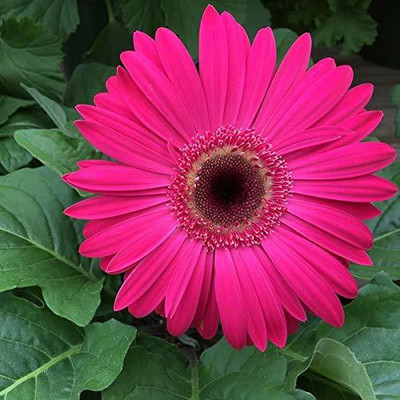 CYBEXIS Pink Color Gerbera Daisy Seed(1 g)