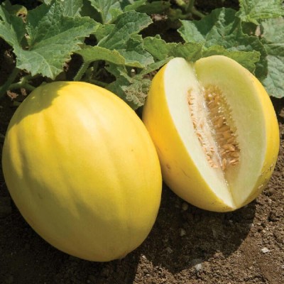 CYBEXIS XLL-52 - Muskmelon Yellow Canary Shardha Exotic - (150 Seeds) Seed(150 per packet)