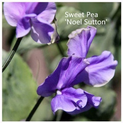 CYBEXIS Sweet Pea 'Noel Sutton' Seeds. Noel Sutton Sweet Peas Seed(50 per packet)