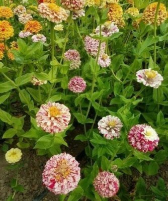 CYBEXIS XLL-18 - Mix Zinnia Flower - (270 Seeds) Seed(270 per packet)