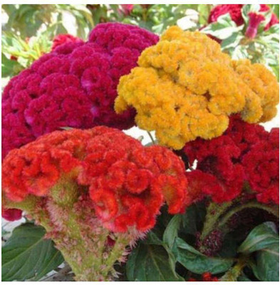 Avysa Cockscomb mixed Flower Seed(15 per packet)