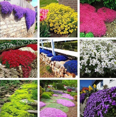 CYBEXIS LX-30 - Creeping Thyme Ground Cover - (150 Seeds) Seed(150 per packet)