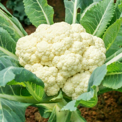 Quentova Snowball Cauliflower Seeds-2L-XLR Seed(300 per packet)