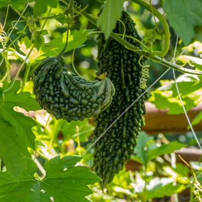 GREENSEA High Yielding Bitter Gourd, Uchchhe, Karela Seed(65 per packet)