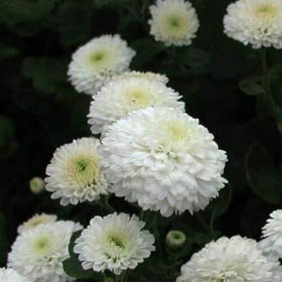 Qualtivate GBPUT-473 Chrysanthemum Double White Color Flower Seeds Seed(25 per packet)