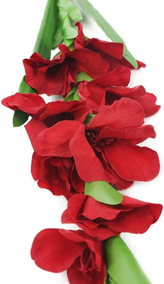 CRGO GLADIOULUS Seed(50 per packet)