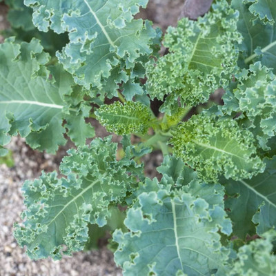 WILLVINE GOI -IX Premier Kale Seed [10g] Seed(3000 per packet)