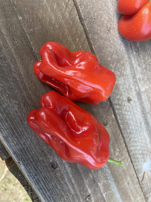 Biosnyg Heirloom Sweet Red Campesina Pepper Seeds For Gardening-(2000 Seeds) Seed(2000 per packet)