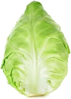 WILLVINE NKR -VII Charleston Wakefield Cabbage Seeds [50g] Seed(15000 per packet)