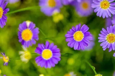 MAA Swan River Daisy Seed(40 per packet)