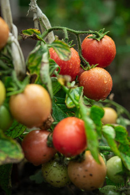 SHREE BALA JI VENTURES tomato Seed(30 per packet)