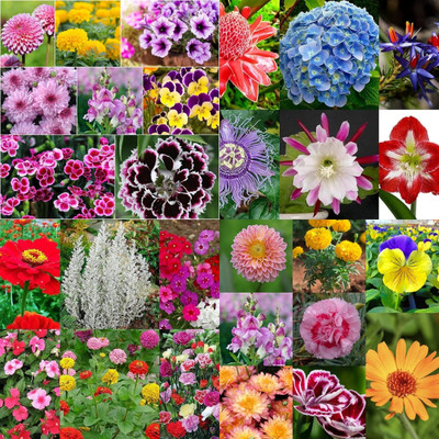 ibains All colours flower seeds and rose biij 201 Seed(201 per packet)