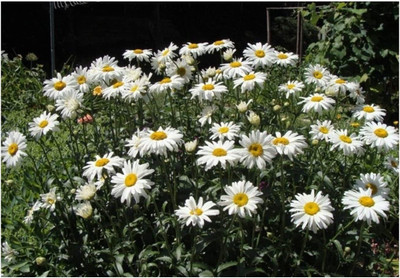 CYBEXIS Chrysanthemum Maximum – Shasta Daisy Seed(50 per packet)