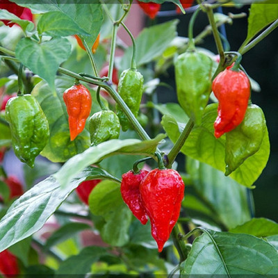 SREE Mix Chilli Seed, Ch -55 , Chilli Seed For Gardening & Farming Seed(55 per packet)