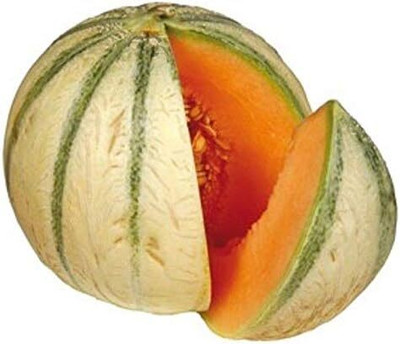 Qualtivate PUAS-6A Crenshaw Musk Melon - Non-GMO Seed(200 per packet)