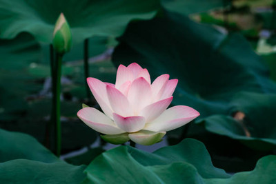JAGREX lotus,kamal seeds Seed(11 per packet)