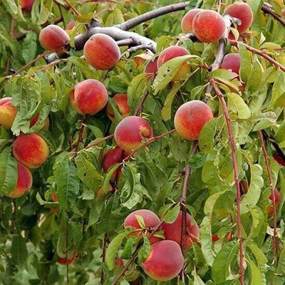 Aywal Peach Fruit Seed(1 per packet)