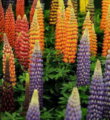 CEZIUS Early Variety Lupine Mix of colors Lupinus Polyphyllus Flower Seed(25 per packet)