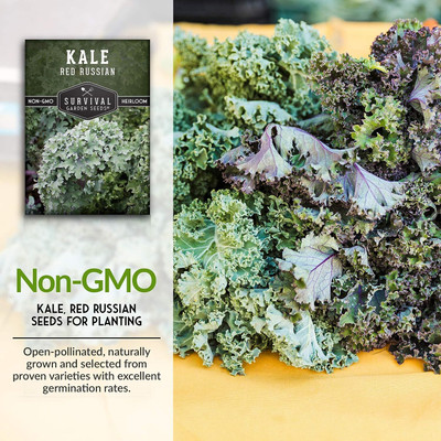 WILLVINE SCI -VIII Red Russian Kale Seed [25g] Seed(7500 per packet)