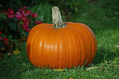 CYBEXIS LX-98 - Island Pumpkin Premium Hybrid Quality - (300 Seeds) Seed(300 per packet)