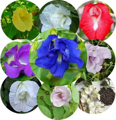 Greenfall Aparajita Seeds, Multi-Color Double Mix (21 Per Packet) Seed(20 per packet)